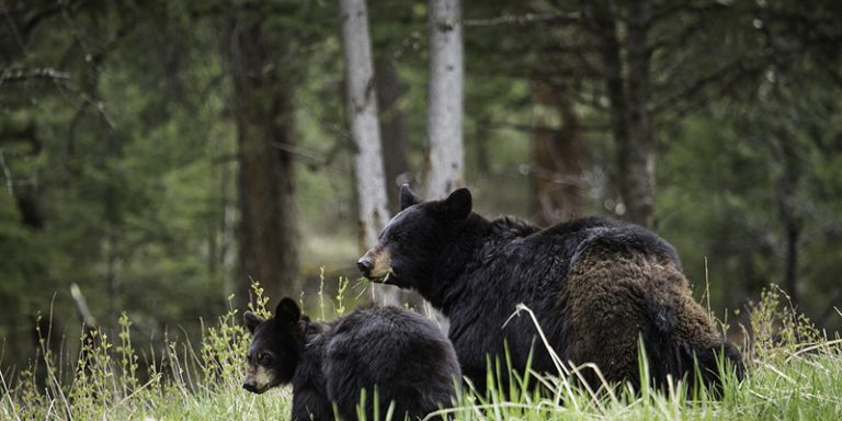 Black bears in Yosemite